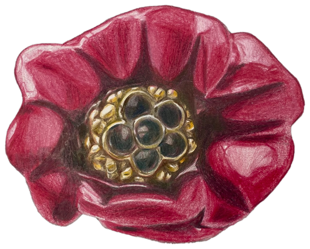Colored-pencil drawing of a red flower with a gold center